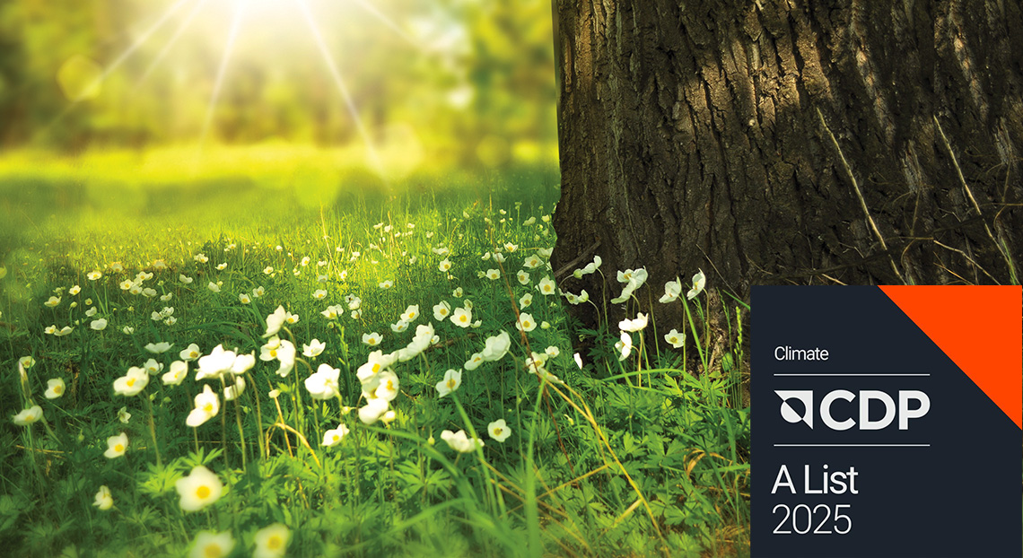 Sunlit wildflowers blooming next to a tree, with the CDP 2025 logo badge in the foreground.